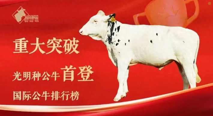 光明乳业种公牛首登国际百强榜，实现中国奶牛育种历史性突破