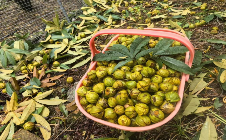 从“青果子”到“金果子” 浙江稠州商业银行撬动山核桃产业“共富链”