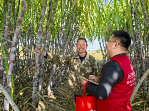 致富路上“蔗”里甜 浙江稠州商业银行金融活水润出共富滋味